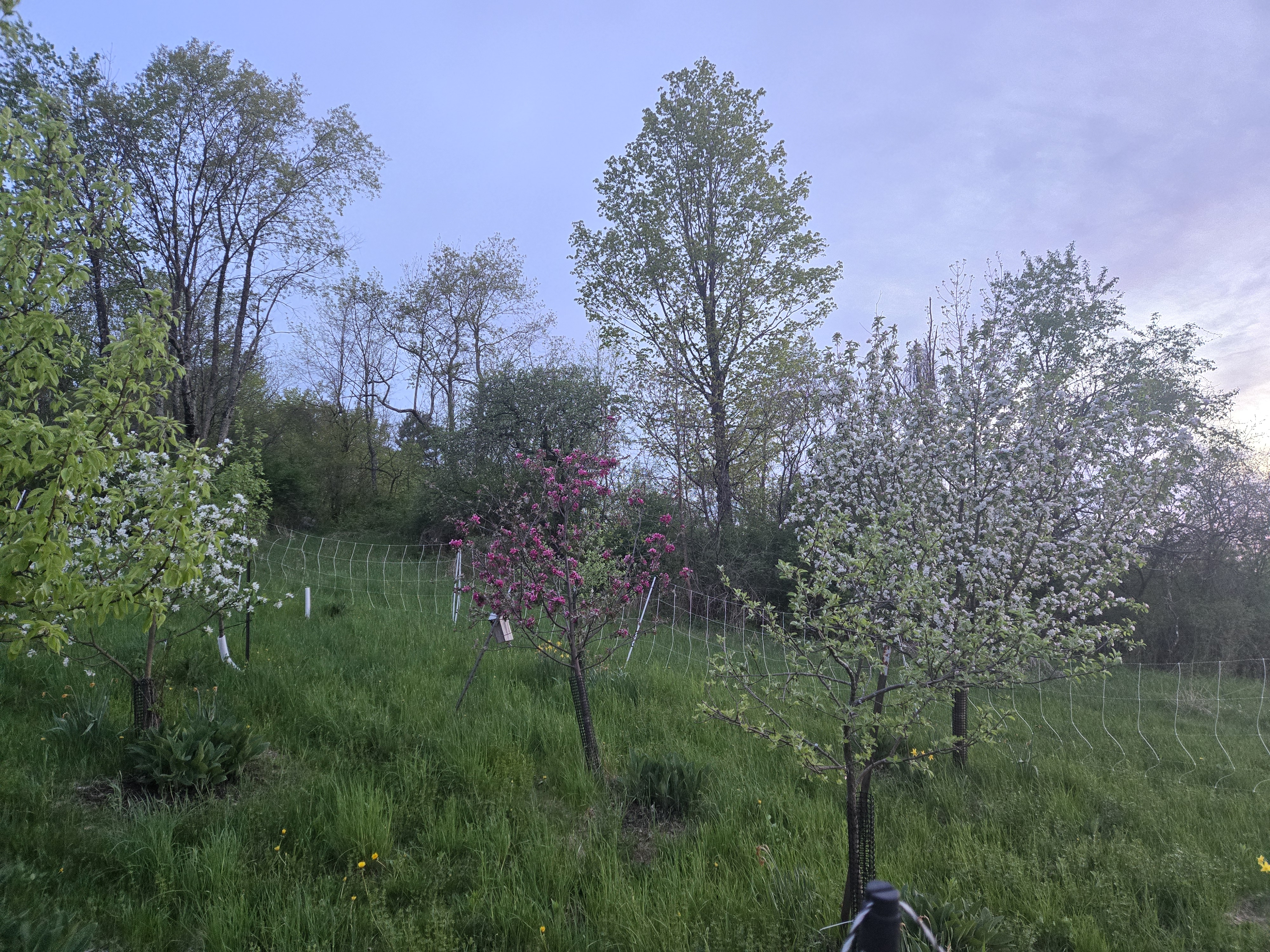 Orchard in Bloom
